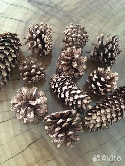 Гортензия стабилизированная