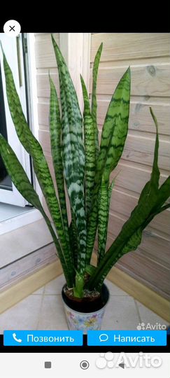 Цветы по 50 р без горшка