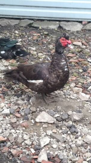 Мускусные утки