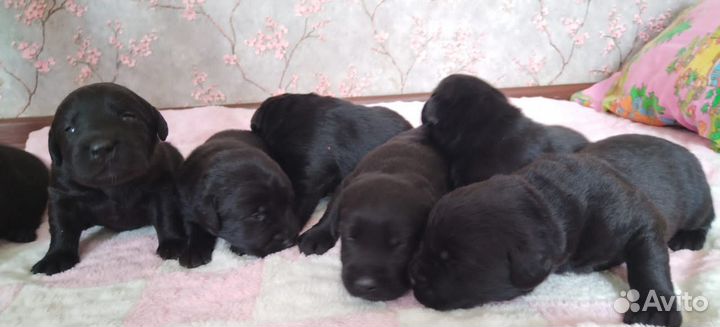 Щенки лабрадора