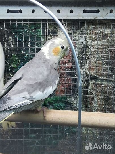 Попугай корелла мальчик 3 месяца