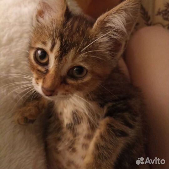 Котята в добрые руки. Девочки, возраст 3 меяца