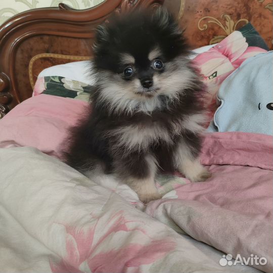 Померанский шпиц мини мальчик
