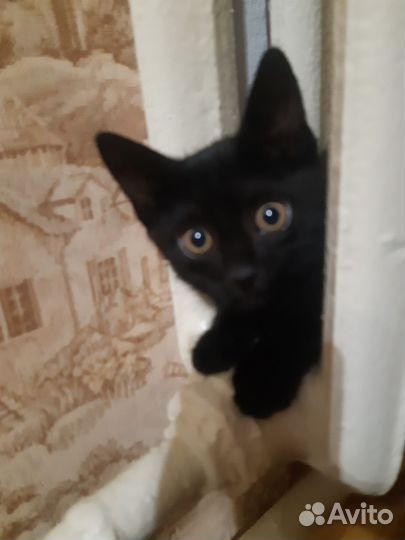 Кошка