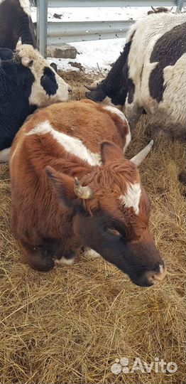 Бычки, телята