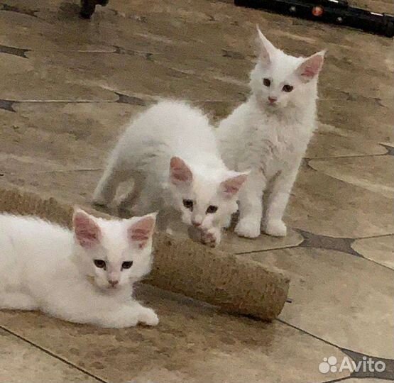 Котята мейн-кун