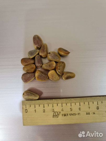 Кедровый орех