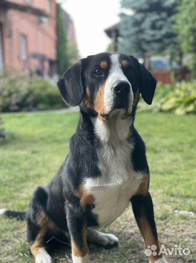 Вязка Энтлебухер зенненхунд