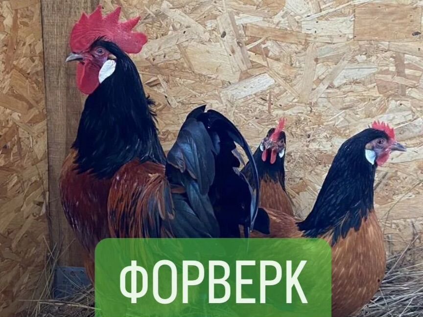 Инкубационное яйцо Форверк