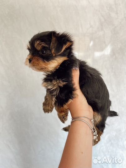 Йоркширский терьер девочка