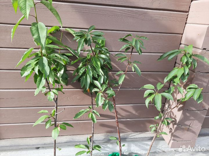 Петуния кустовая 50р -опт от 100шт