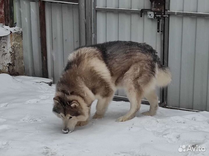Вязка Аляскинский Маломут