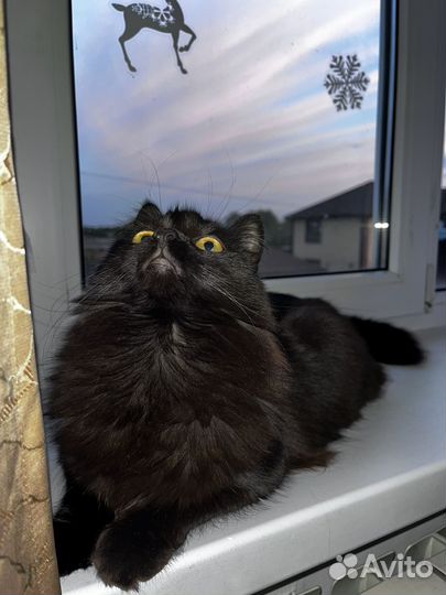Кошки