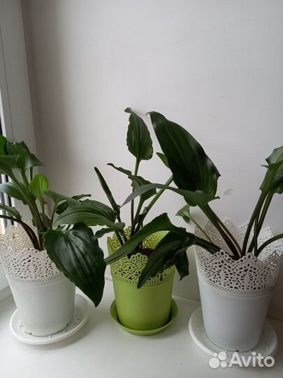 Дримиопсис