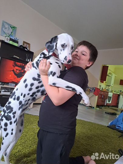 Далматинец