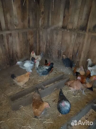 Молодые петухи