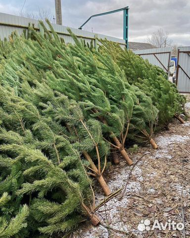 Живые сосны и ели + доставка/подарок