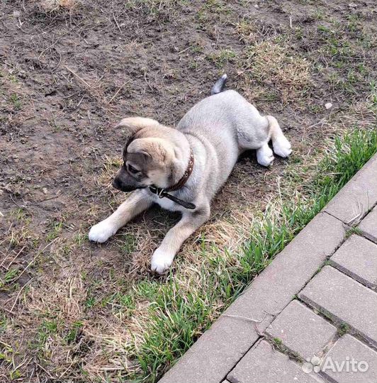 Щенки бесплатно