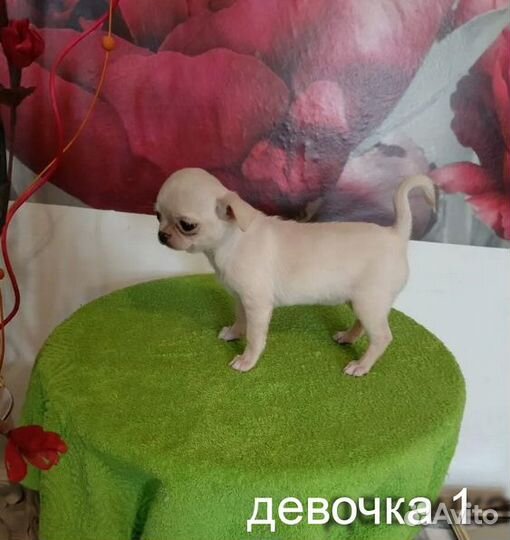 Чихуахуа щенки