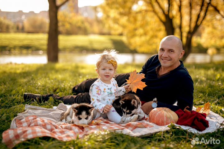 Фотосессия с хаски на улице