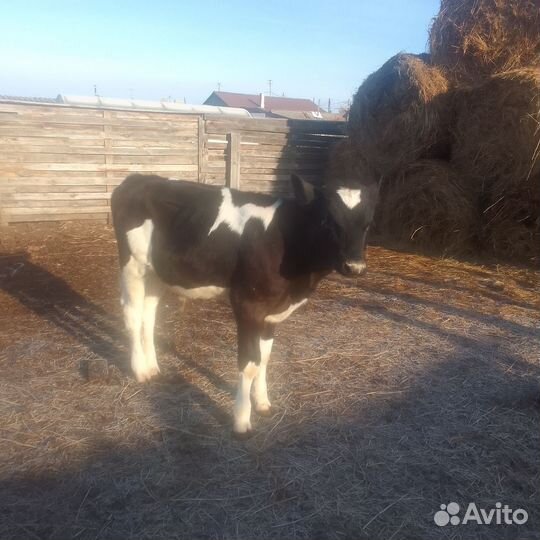 Продам бычков