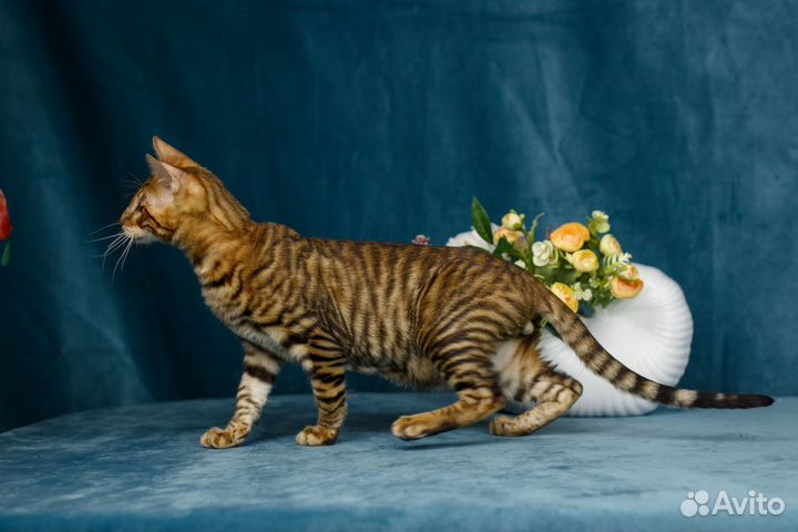 Котенок породы тойгер