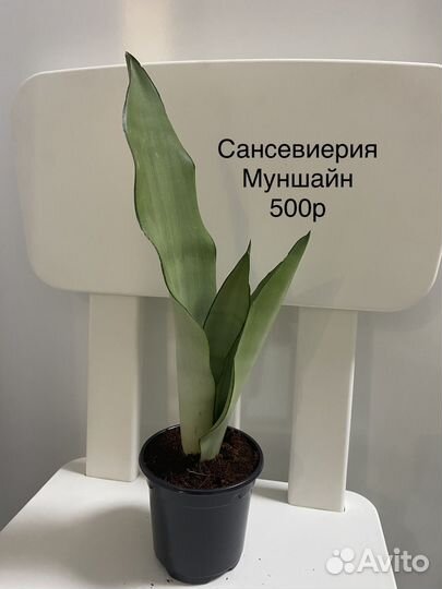 Сансевиерия Муншайн