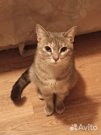 Кошка Мишель