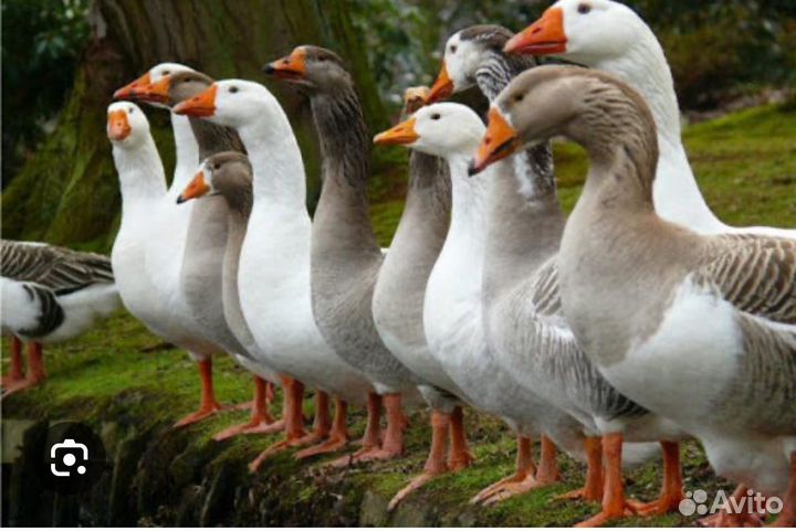 Гуси