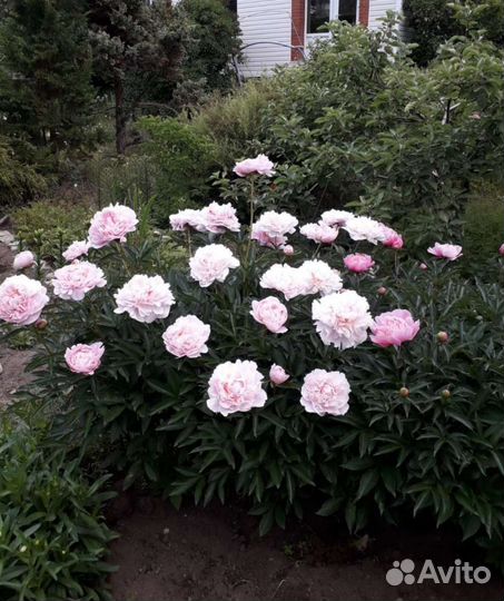 Пион травянистый (молочноцветковый)