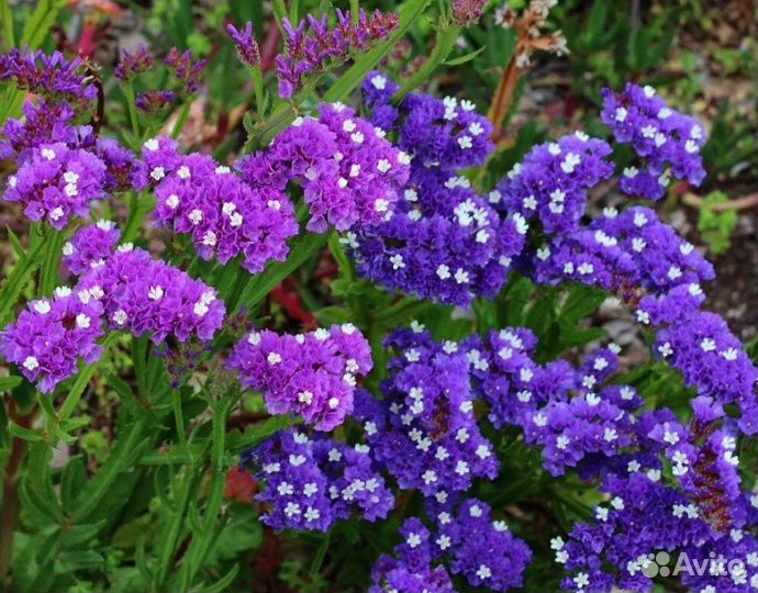 Статице (Кермек)