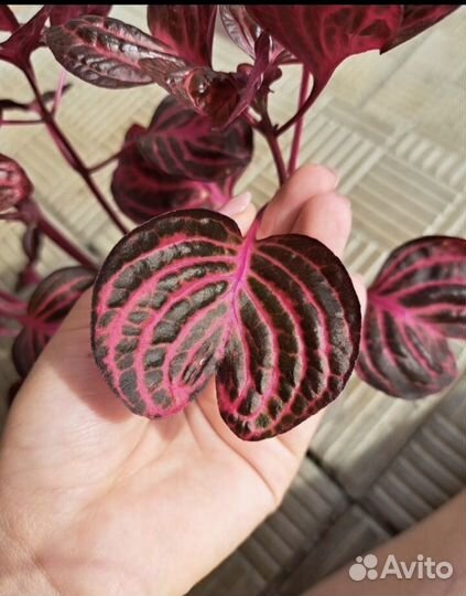 Ирезине хербста