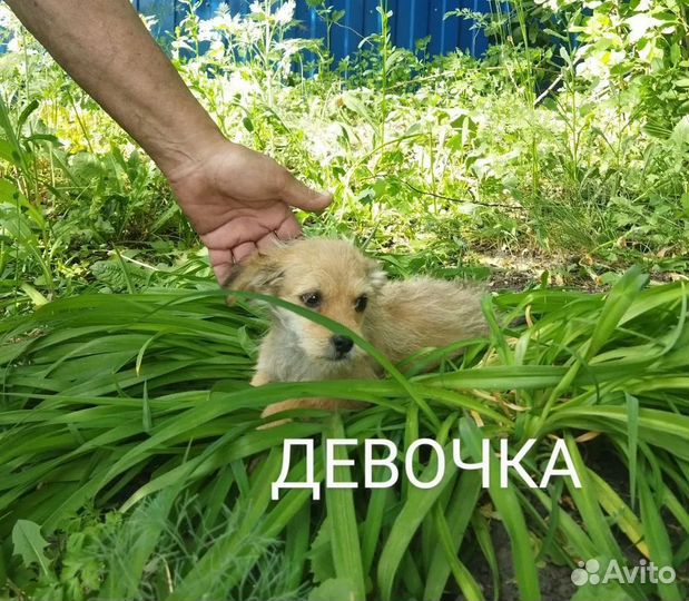 Щенки метисы, не крупные, 3 мес. и котик