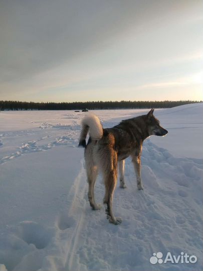 Западно сибирская лайка кобель вязка