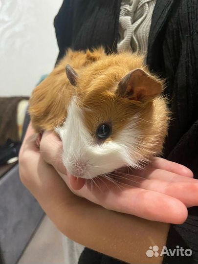 Морская свинка розетка