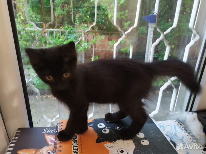 Черный пушистый котенок