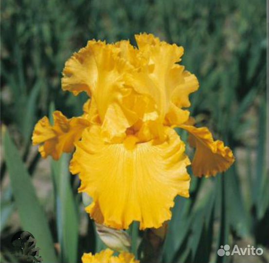 Ирисы бородатый Amorillo Frills