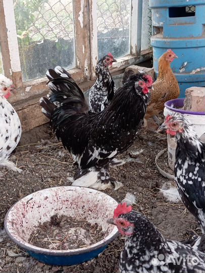 Карликовые куры