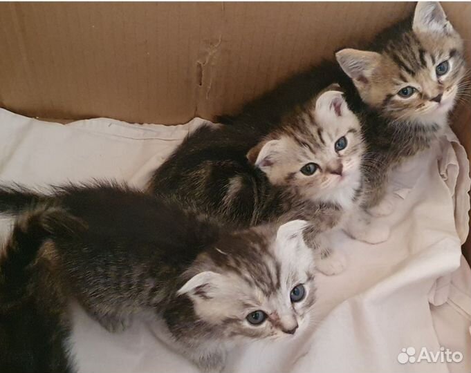 Продам котят британские