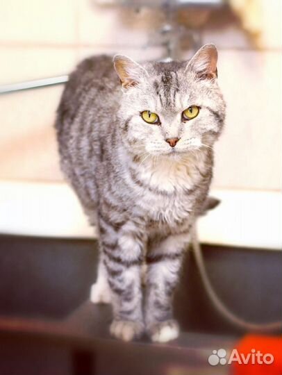 Серебряный кот