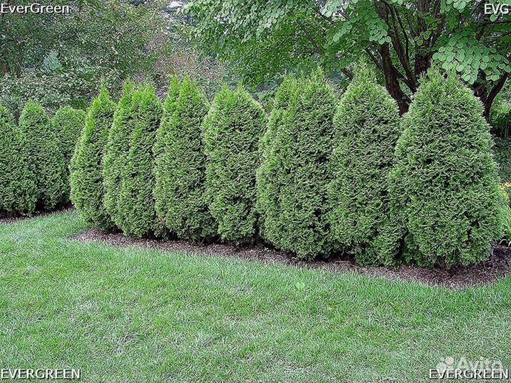 Туи премиум