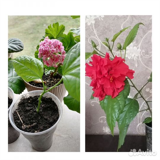 Комнатные цветы: роициссус,традесканция,хлорофитум