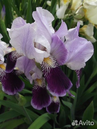 Цветы для сада