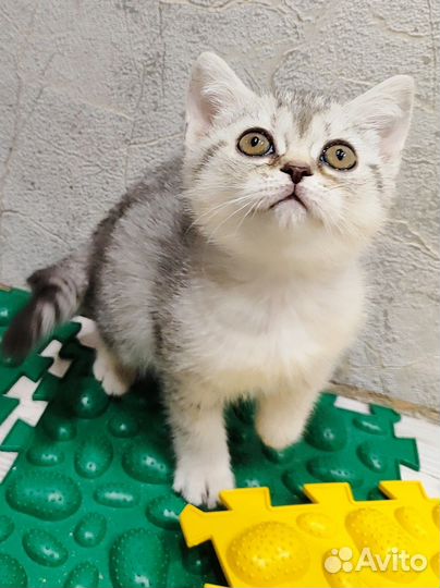 Шотландский котенок девочка