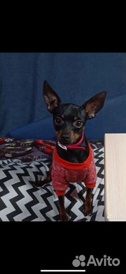 Мини той-терьер