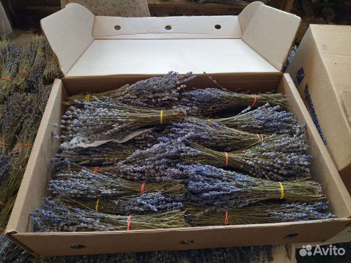 Лаванда сухоцвет