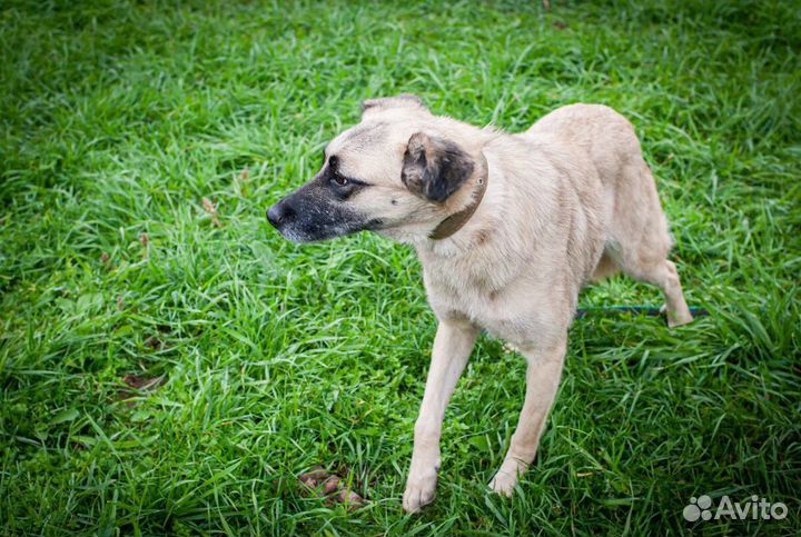 Отдам в добрые руки собаку