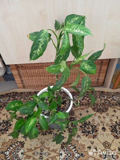 Диффенбахия