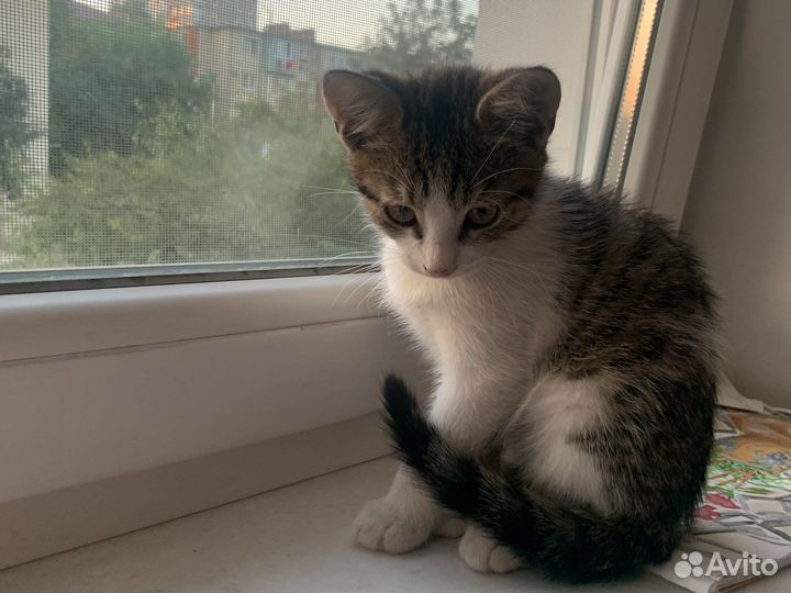 Кошки дворовые бесплатно к лотку приучены