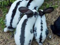 Кролики. Немецкие бабочки
